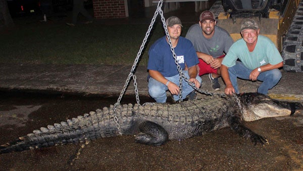 Massive alligator caught in Alabama River on first night of season - The Selma Times‑Journal